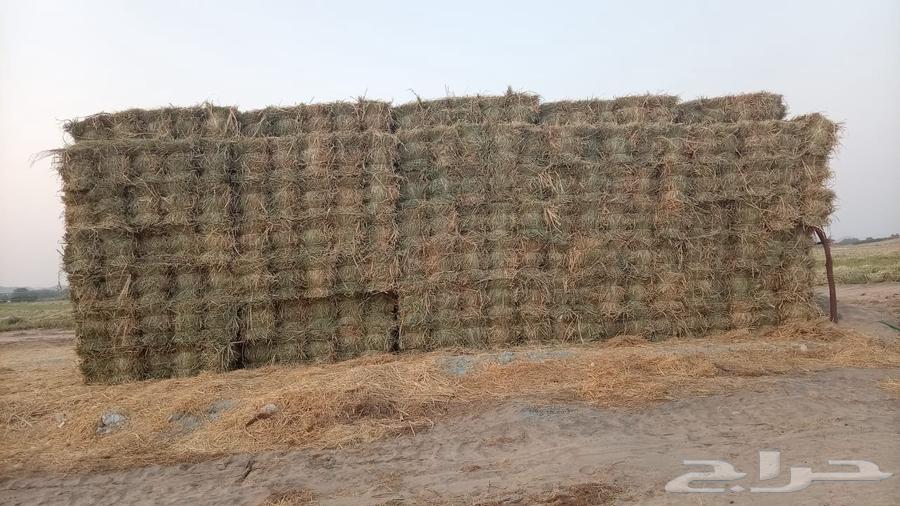 بونيكام للبيع64574285951747112