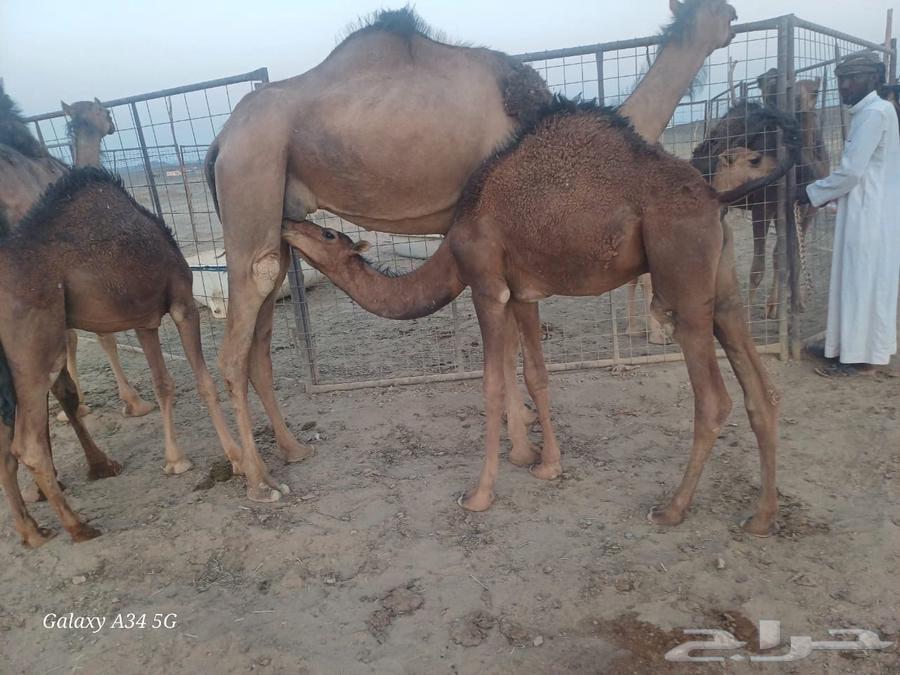 4 قعدان فاخرات على حليب امهاتهن64579005659521110