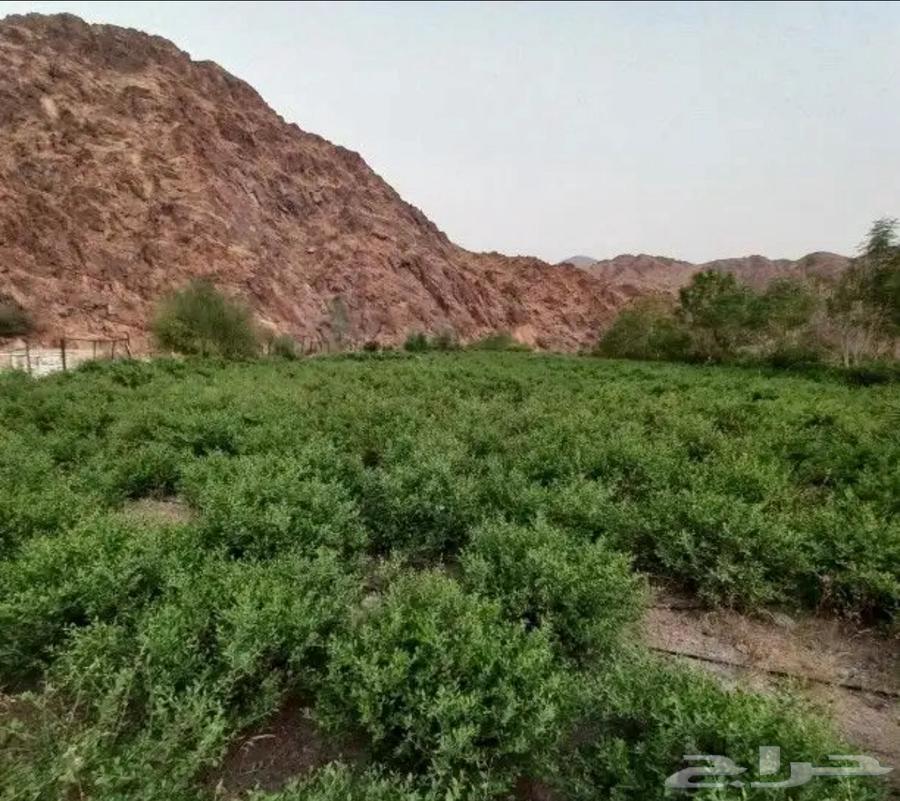 حناء المدينة انتاج مزرعة فرشش64572901980801113