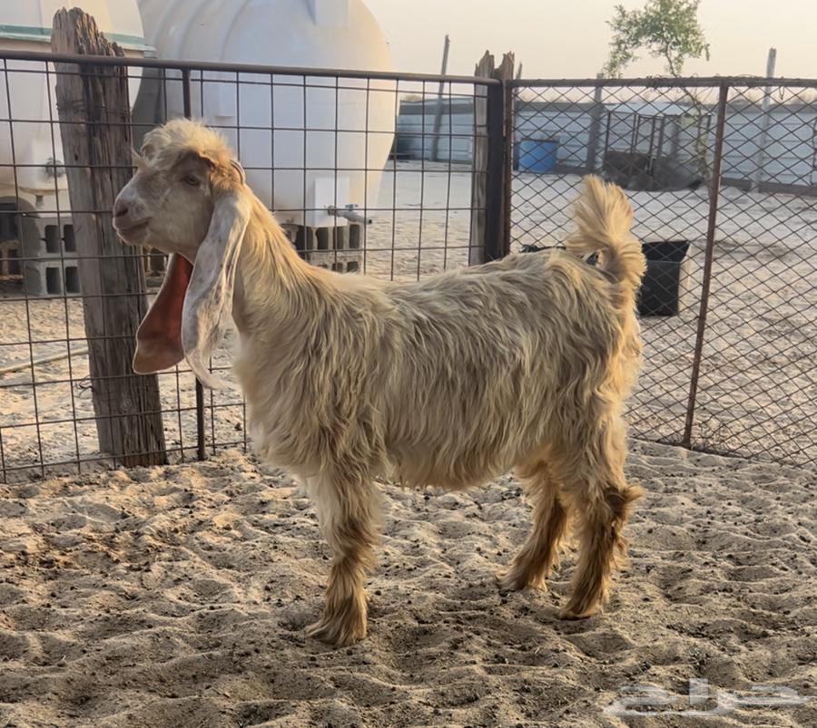 عنز عارضيه صفرا فاخره .. تم البيع64574019652866111