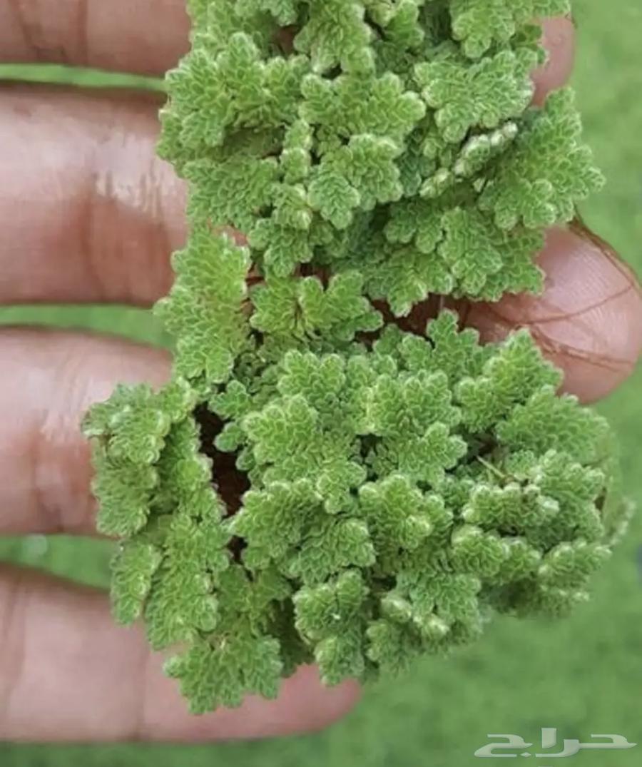 Azolla64565549865987110