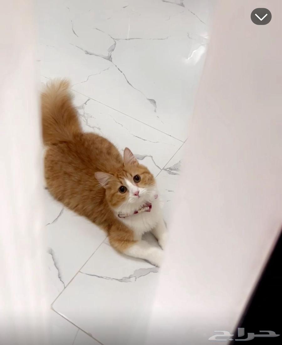 قط شيرازي للتبني واغراضه للبيع64578284982402112