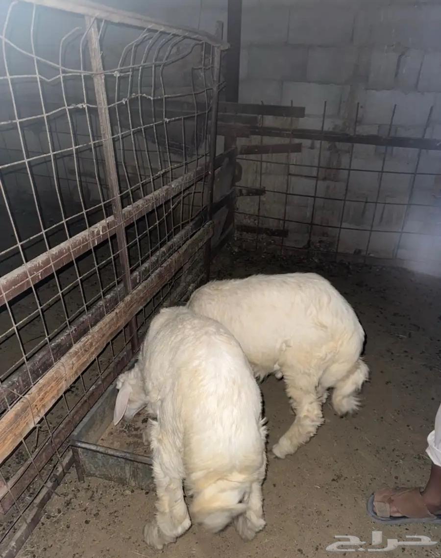 طليان حريه طيبه64575587381379112