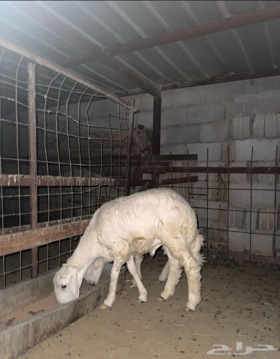 طليان حريه طيبه64575587381379111