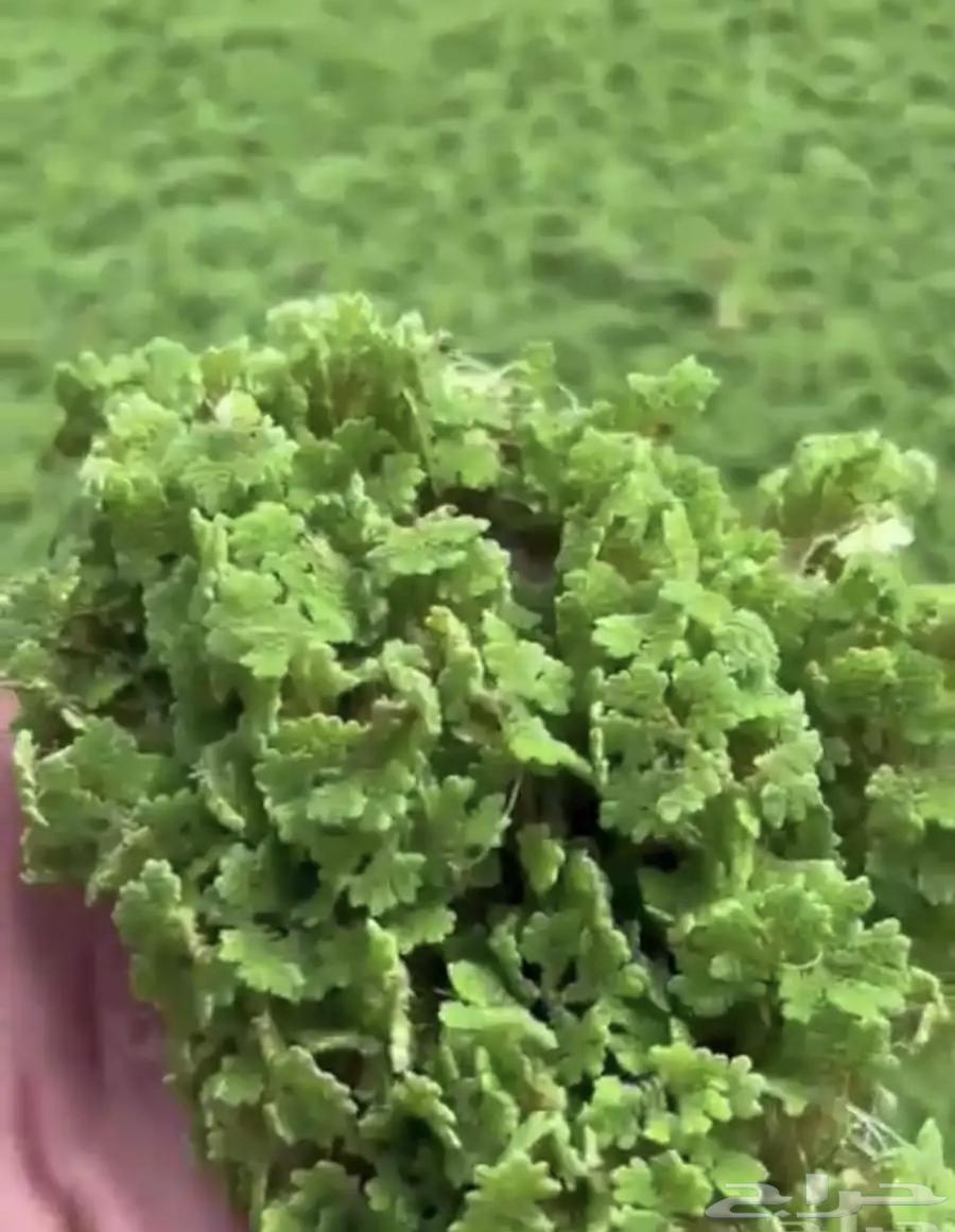 Azolla64565549865987111