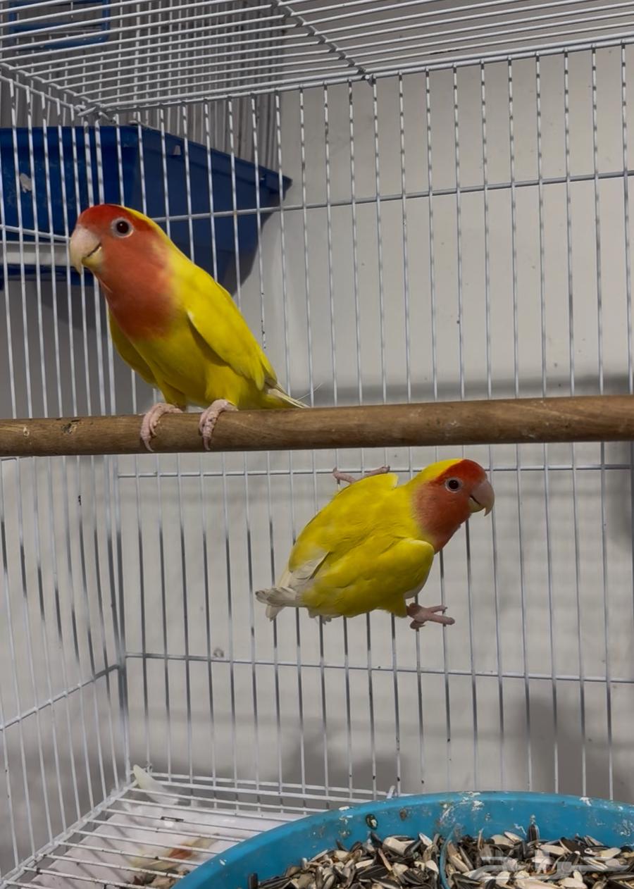 روز لاتينو رد فيس64572509154946110