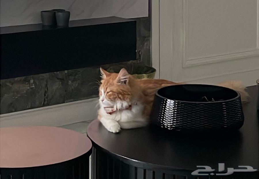 قط شيرازي للتبني واغراضه للبيع64578284982402111