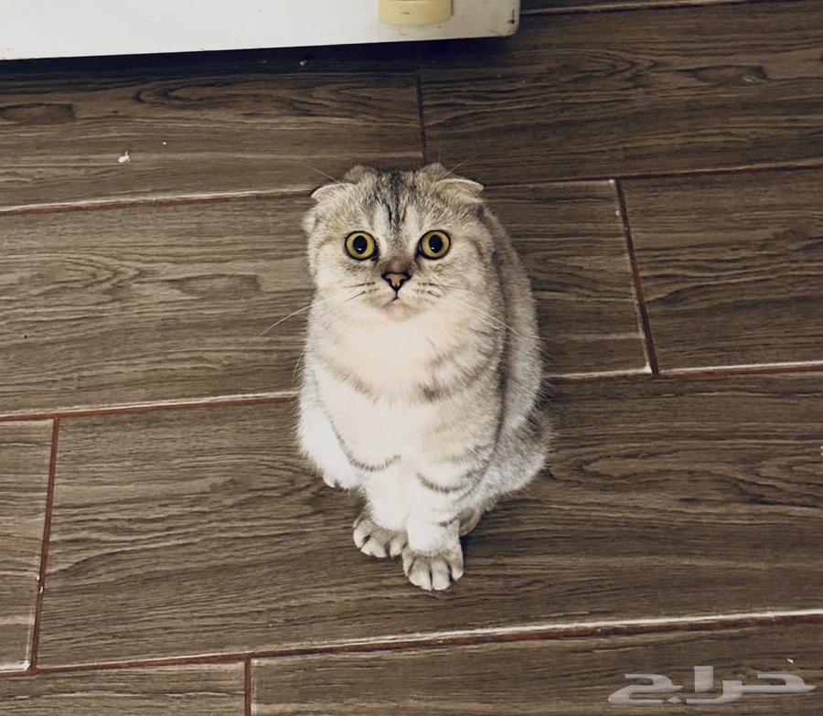 Scottish fold64579718552321114