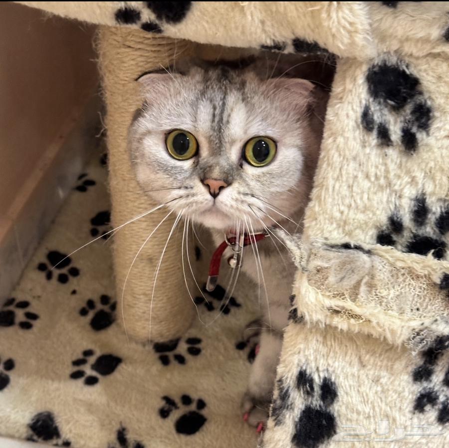 Scottish fold64579718552321110