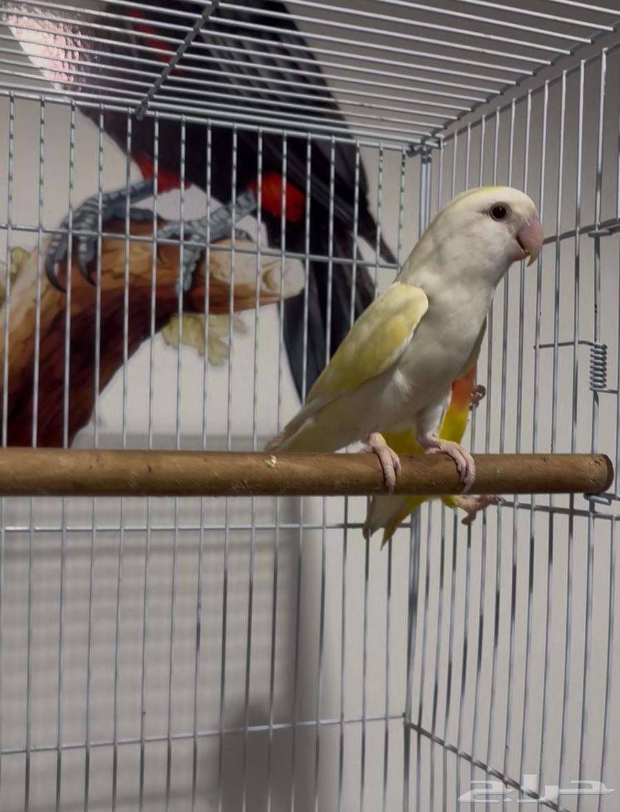 روز لاتينو رد فيس64572509154946112