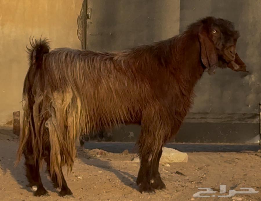 فحل قبرصي أدهم64571824468355110