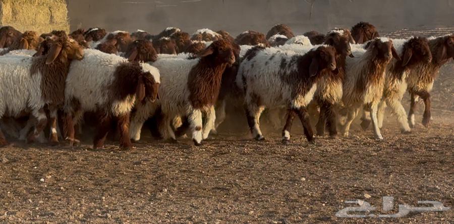 جذعات نعيم دبس طيبه العدد 57 سعر البيع 115064578187193089112