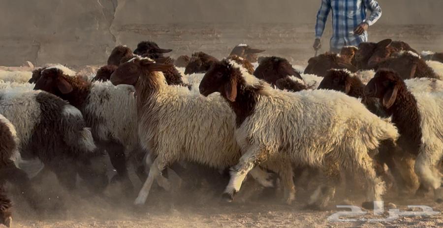 جذعات نعيم دبس طيبه العدد 57 سعر البيع 115064578187193089113