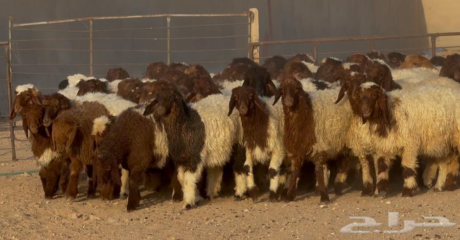 جذعات نعيم دبس طيبه العدد 57 سعر البيع 115064578187193089110