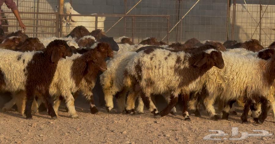 جذعات نعيم دبس طيبه العدد 57 سعر البيع 115064578187193089111