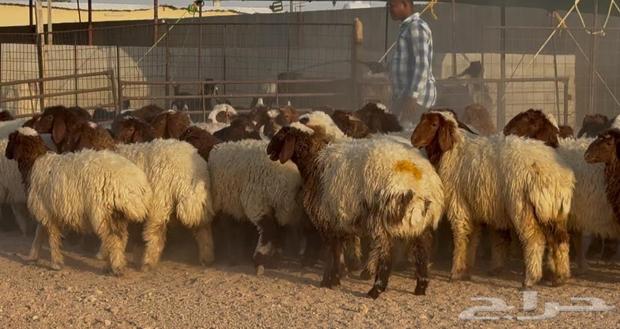 جذعات نعيم دبس طيبه العدد 57 سعر البيع 115064578187193089114