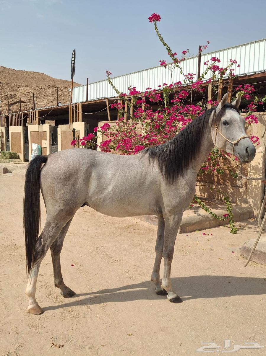 حصان عربي اصيل للبيع64572354735233111