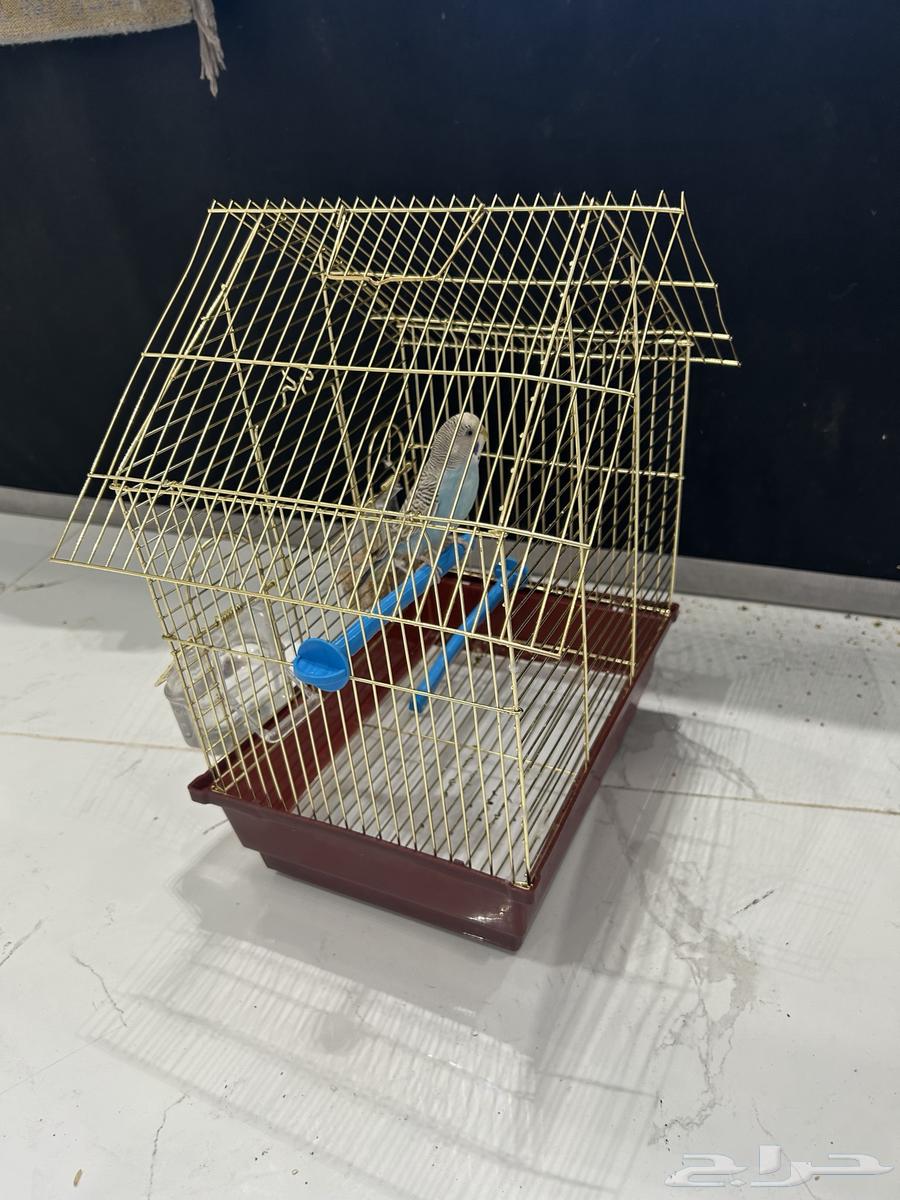 طير بادجي للبيع64574369731075112