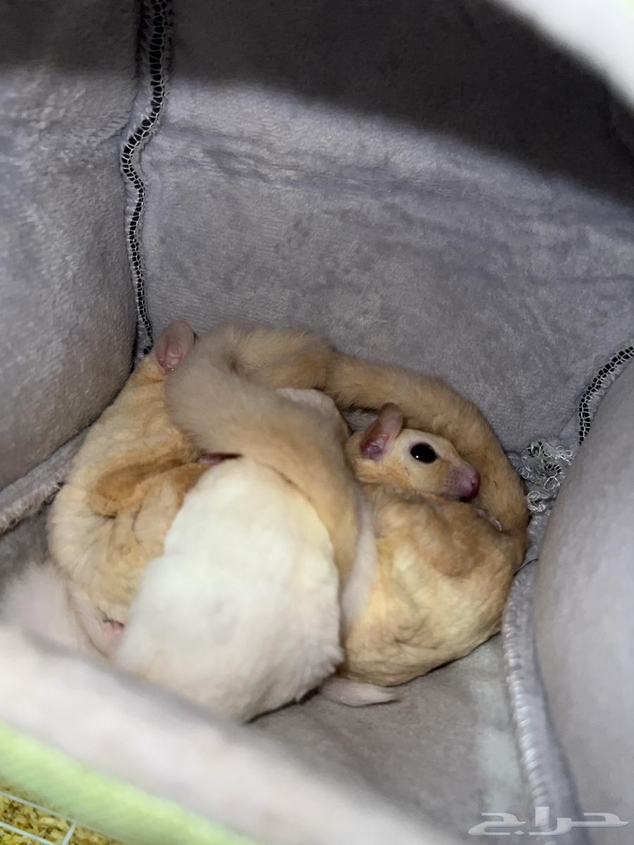 زوج شوقر قلايدر منتج مع فرخين لوسيست64574565413763112