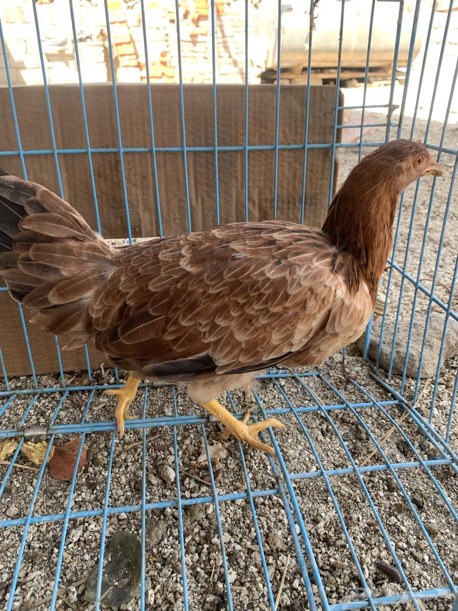 اناث دجاج عربي حضان شرط بشاير يوجد توصيل64573741180162111