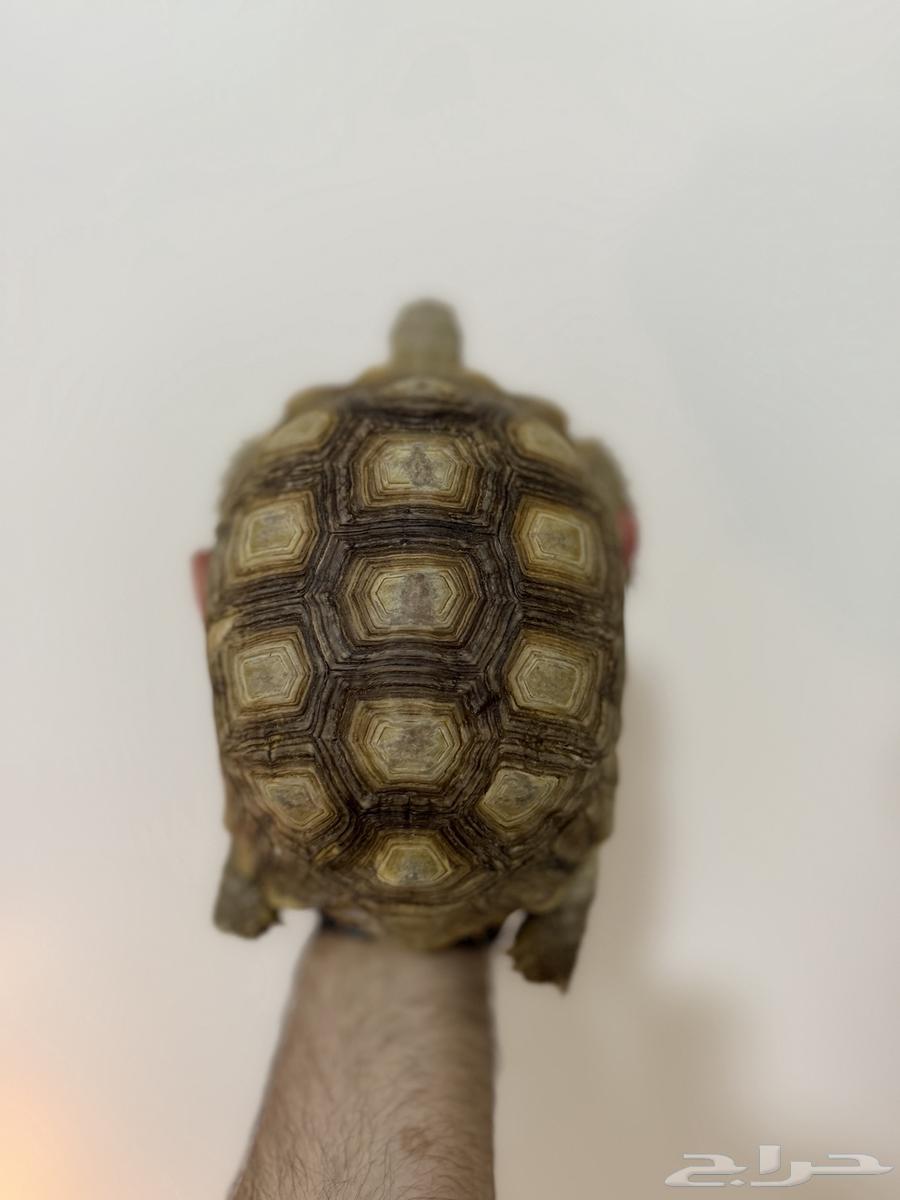 سلاحف سولكاتا كبيرة64578619304705114