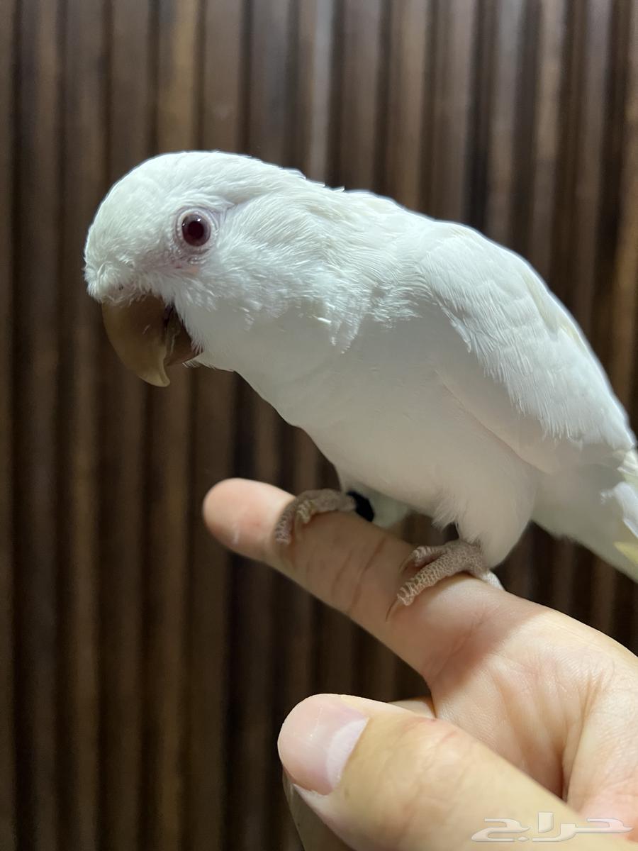 كويكر ( تم البيع )64576002424065111