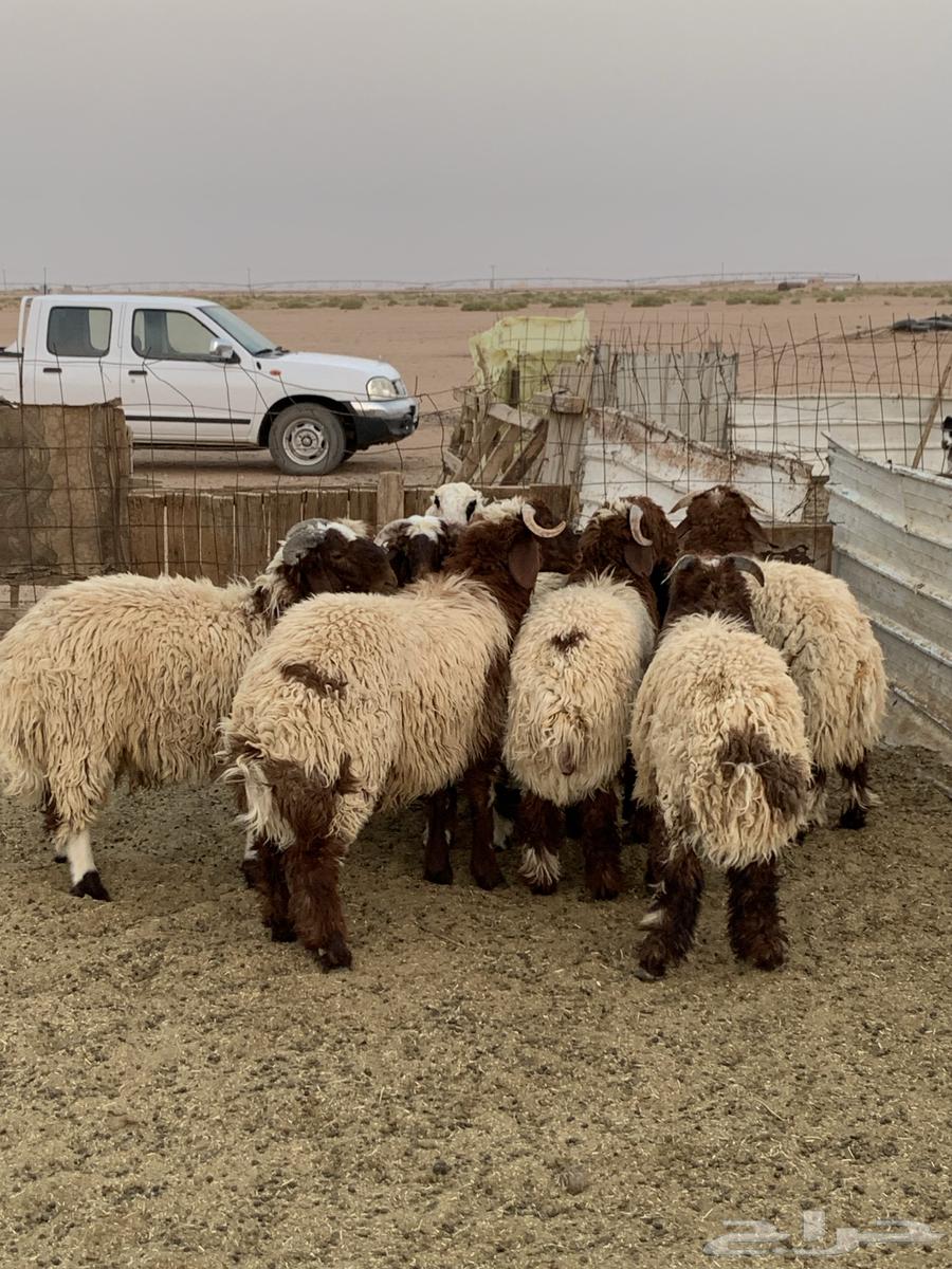 خرفان نعيم فاخرة للبيع64577908196866112