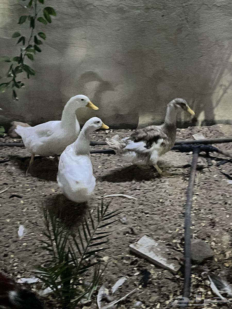 بط بكيني64577163588227111