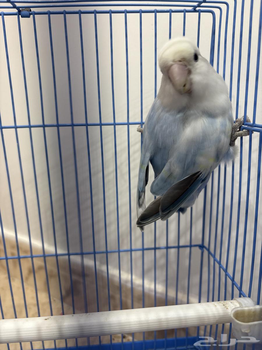 روز انثه64578020573953111