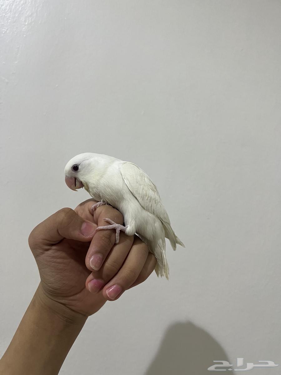 طير روز البينو64578827697793113