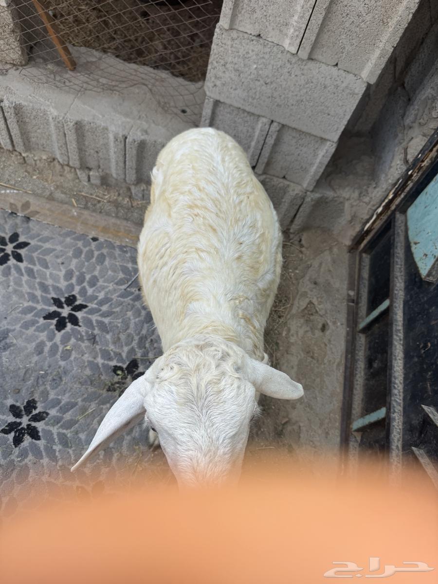 طلي حري تم البيع64573390213122111