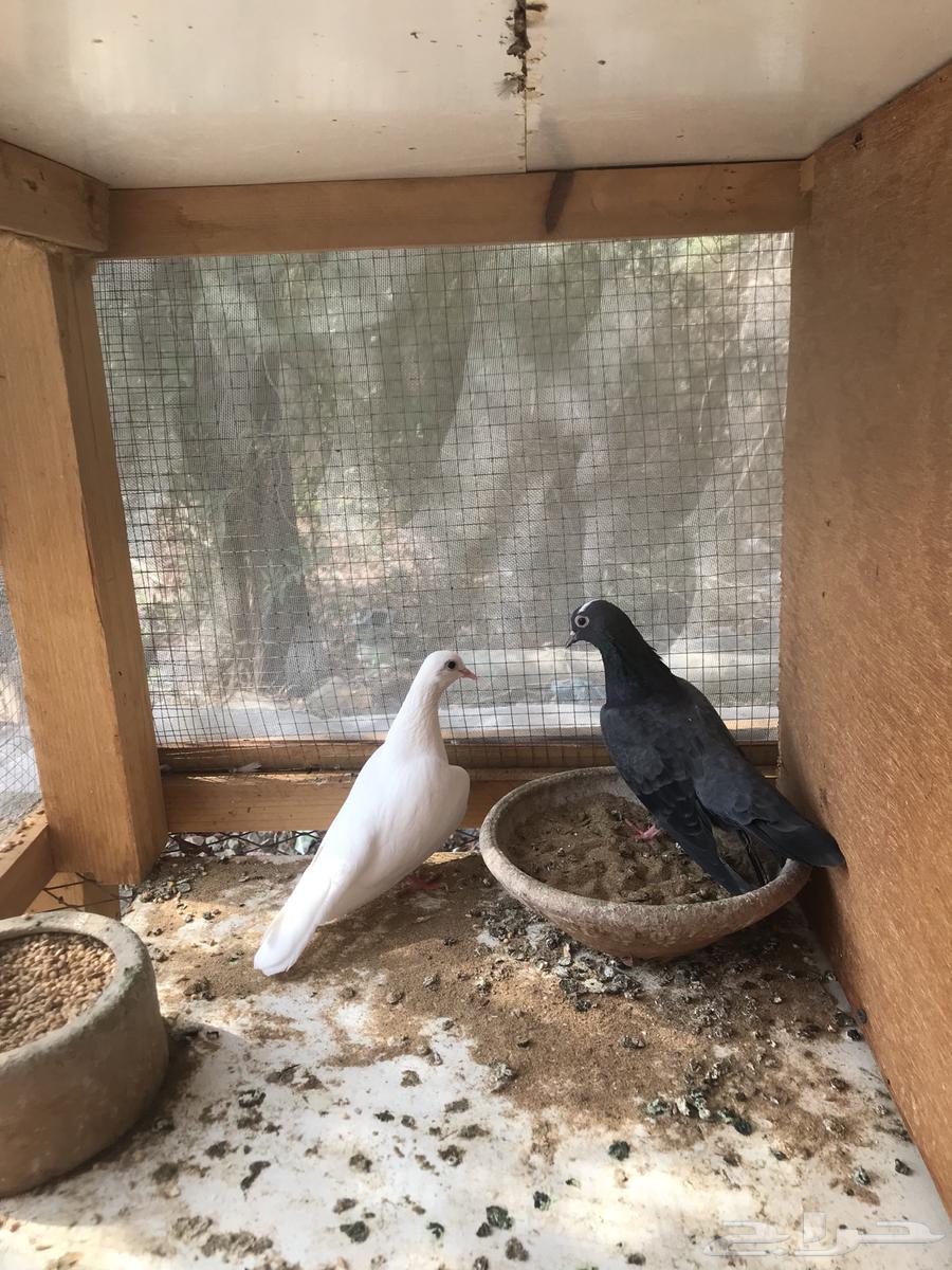 صنعاني أبو عبدالعزيز حجم صغير وصوت يحبه قلبك64573404379650112