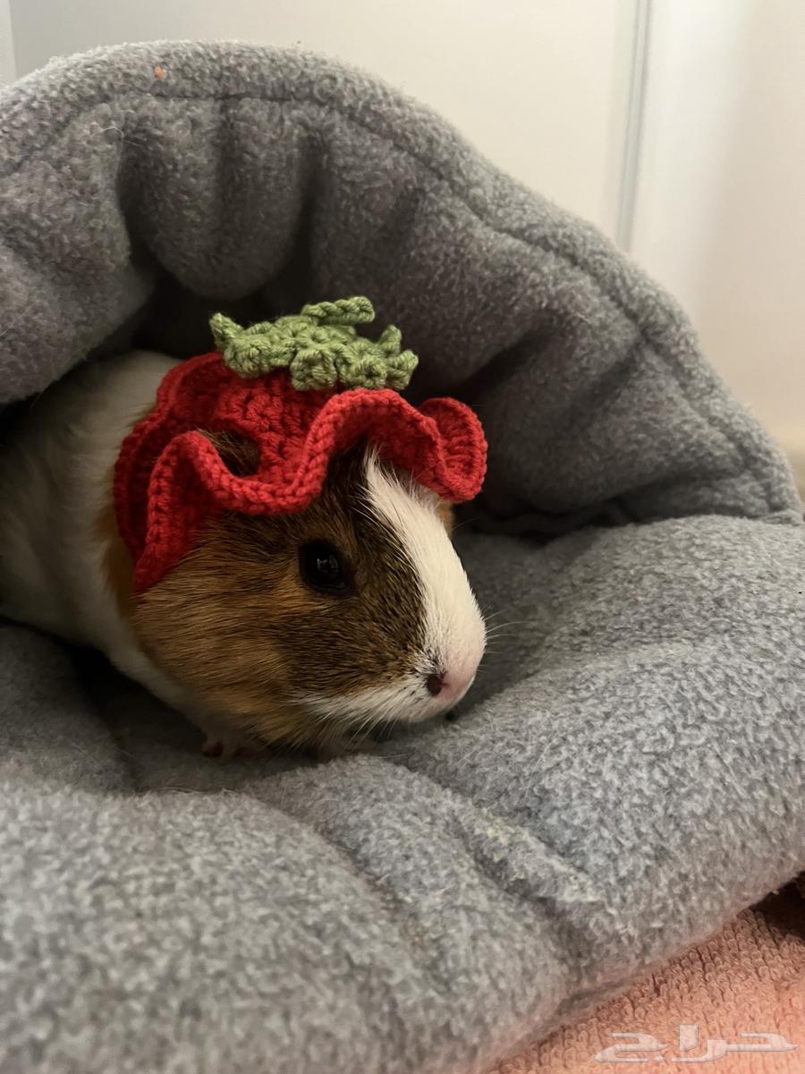 غيني بيج64574593362689112