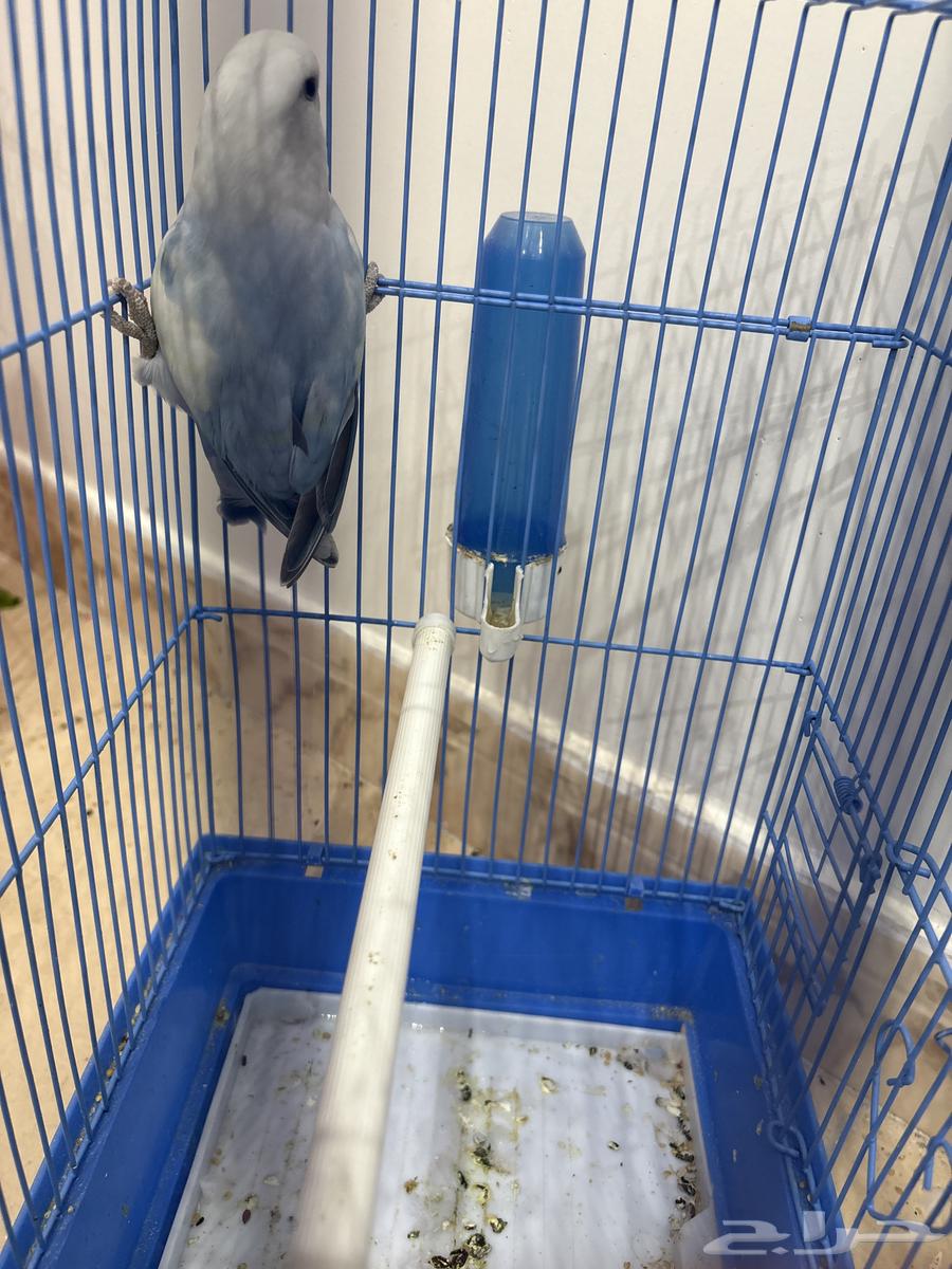 روز انثه64578020573953112