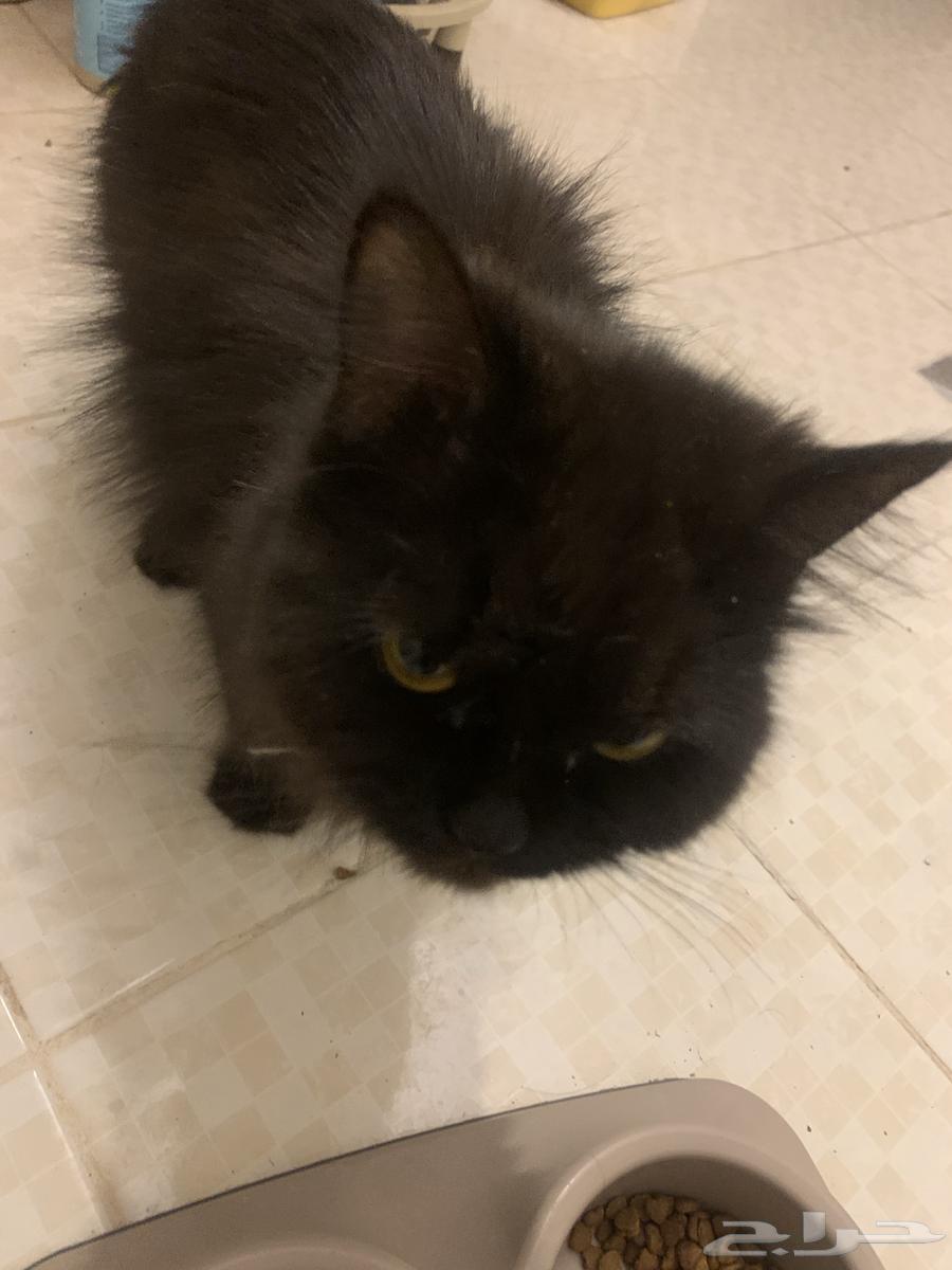 Little kittens with their mother64572607606145113