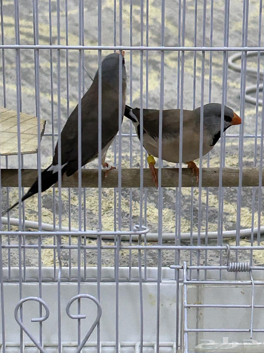 طيور فنيش الشيل تيل64574453361922111