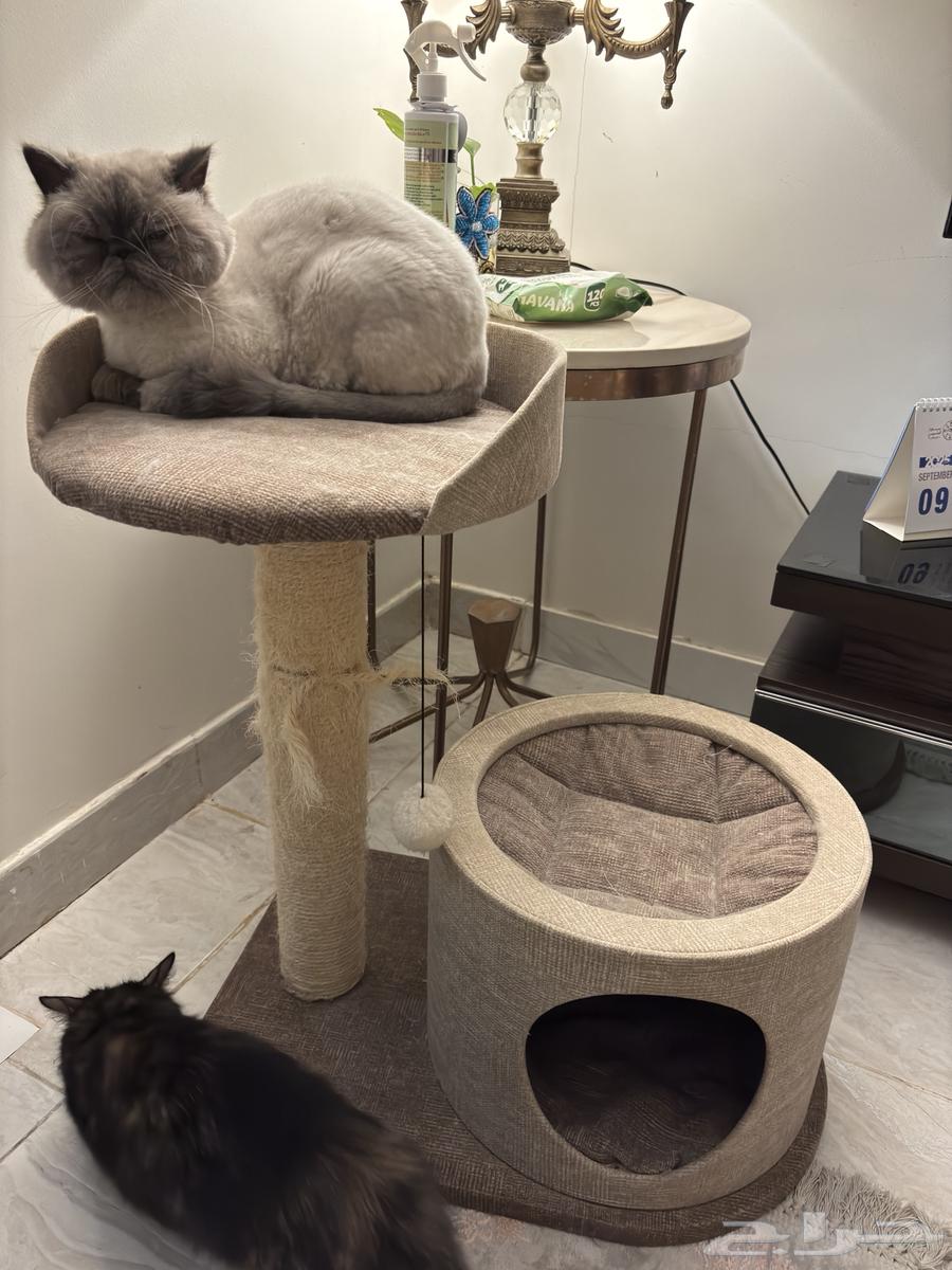 اغراض قطة للبيع64530997193345110