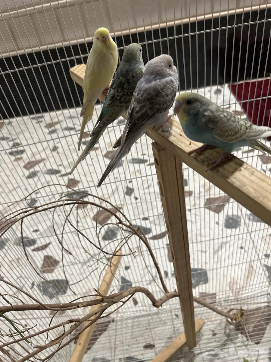 طيور بادجي64578633164417110