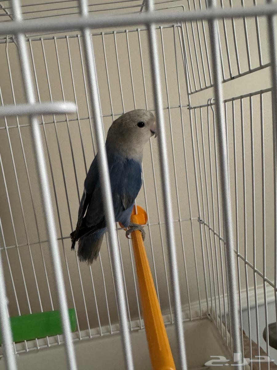 طير روز للبيع64574748176129110