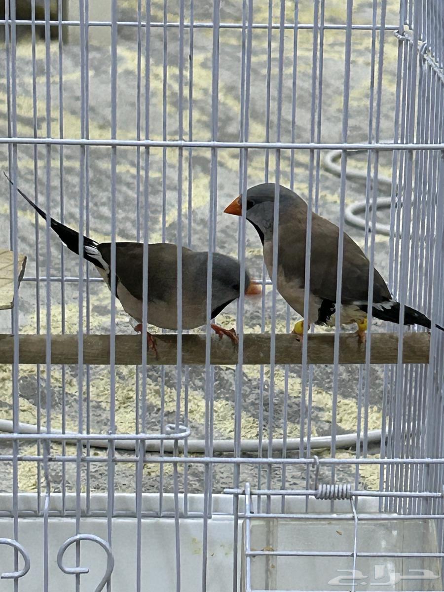 طيور فنيش الشيل تيل64574453361922112