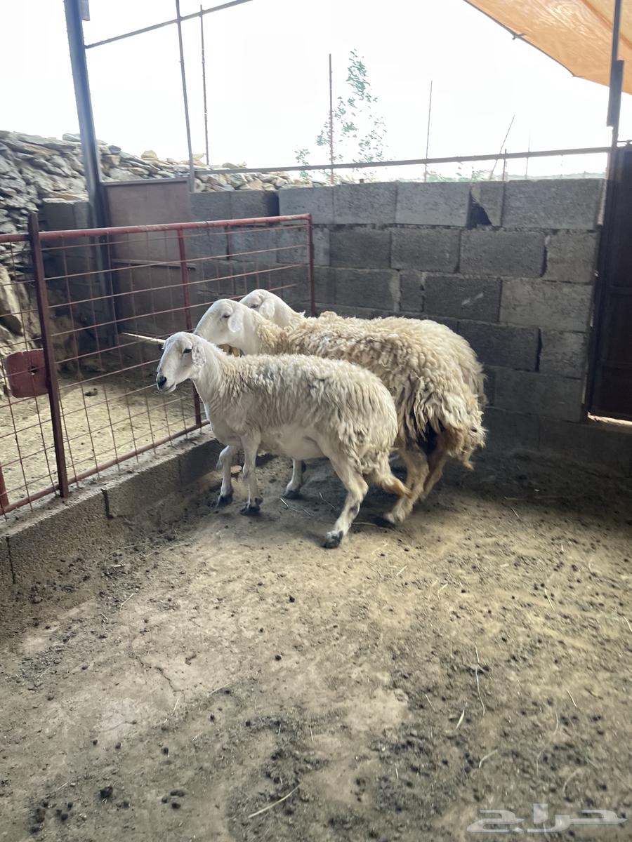 شياه حيل سمان وصغار سن ( تم البيع )64574776438146112