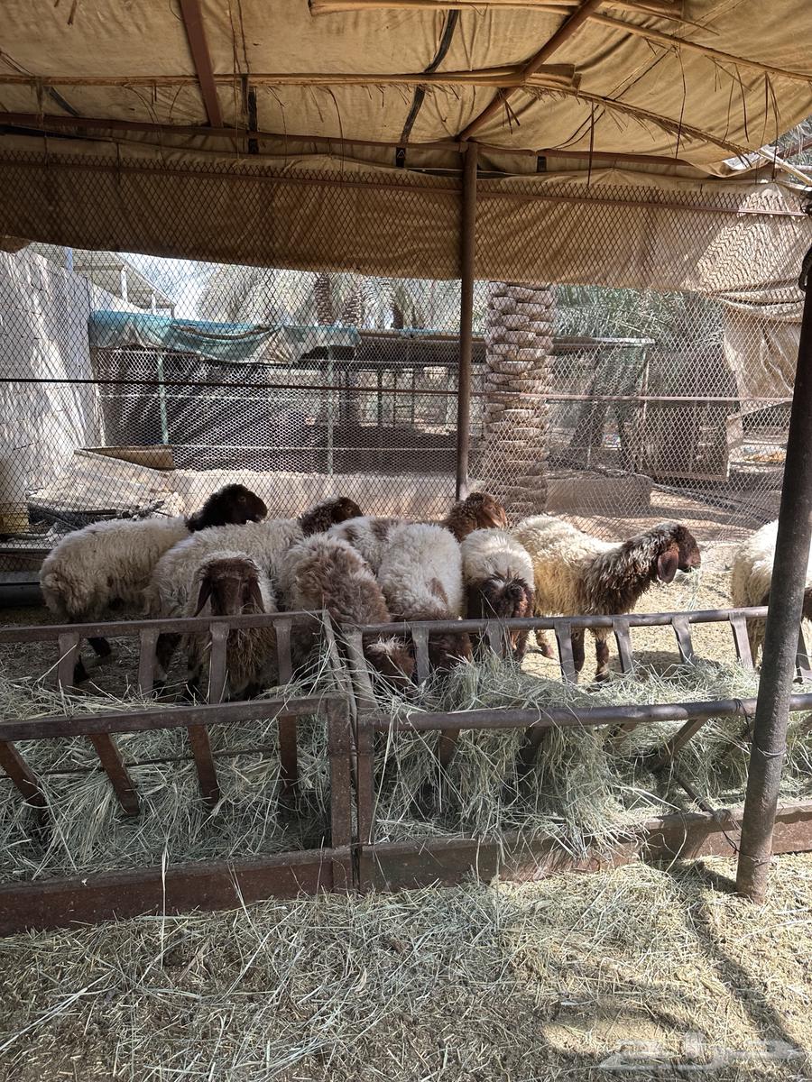 رخال بلدي طيبات مطعمه جميع التطيعمات بيعت الله يبارك له64573531393539111