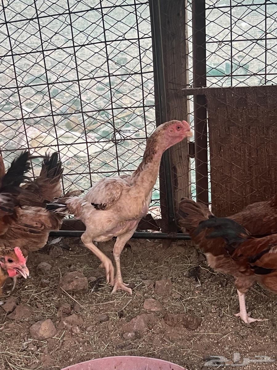 دجاجه وديك شامو64577950582915111