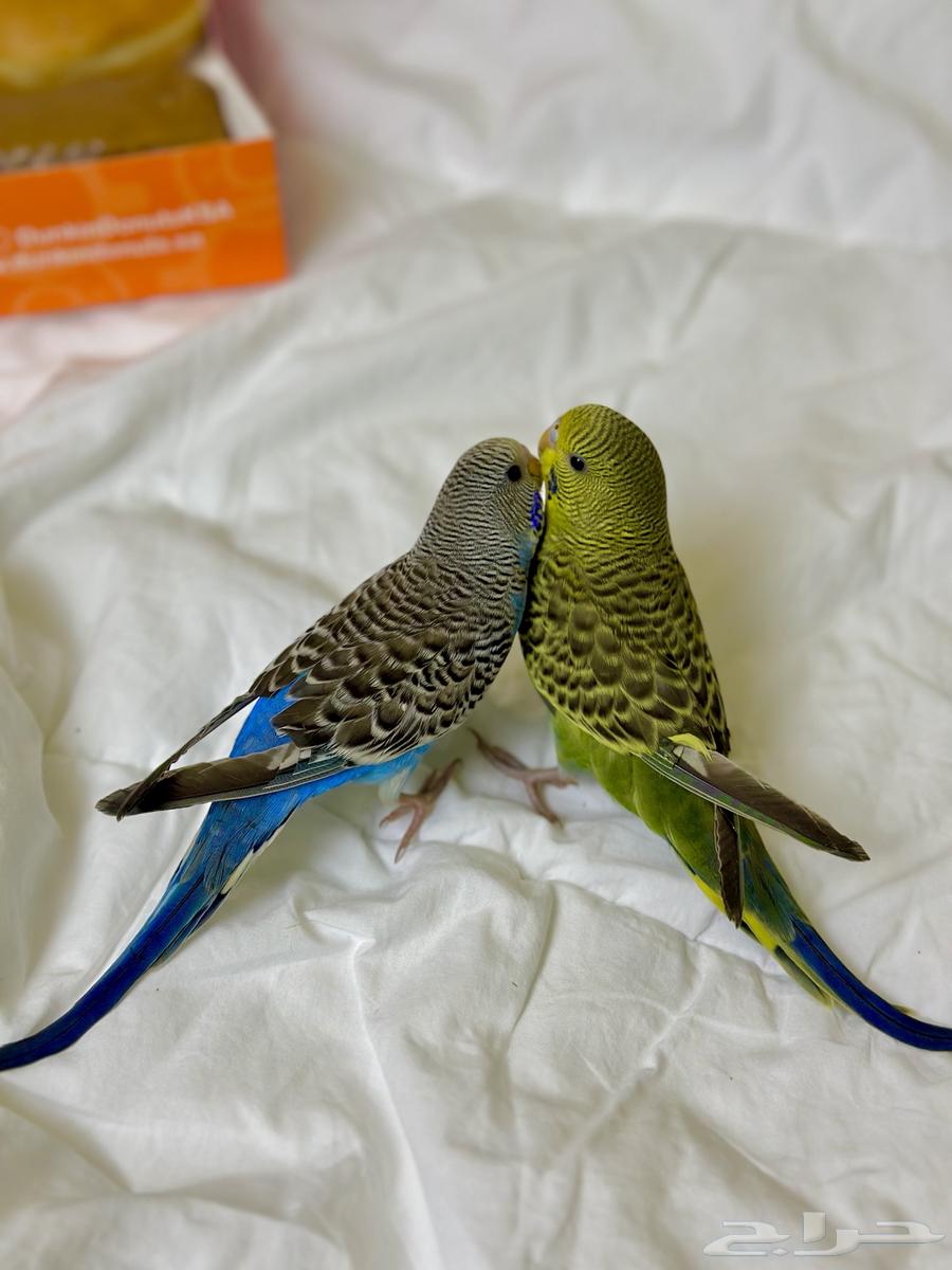 طيور بادجي64575475881603110