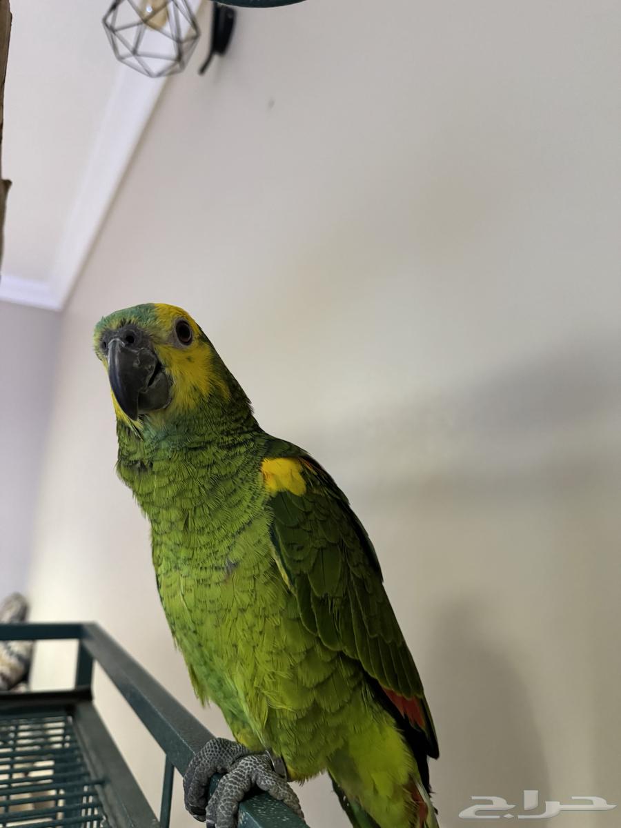 امازوني بلو فرنتد64572737238018111