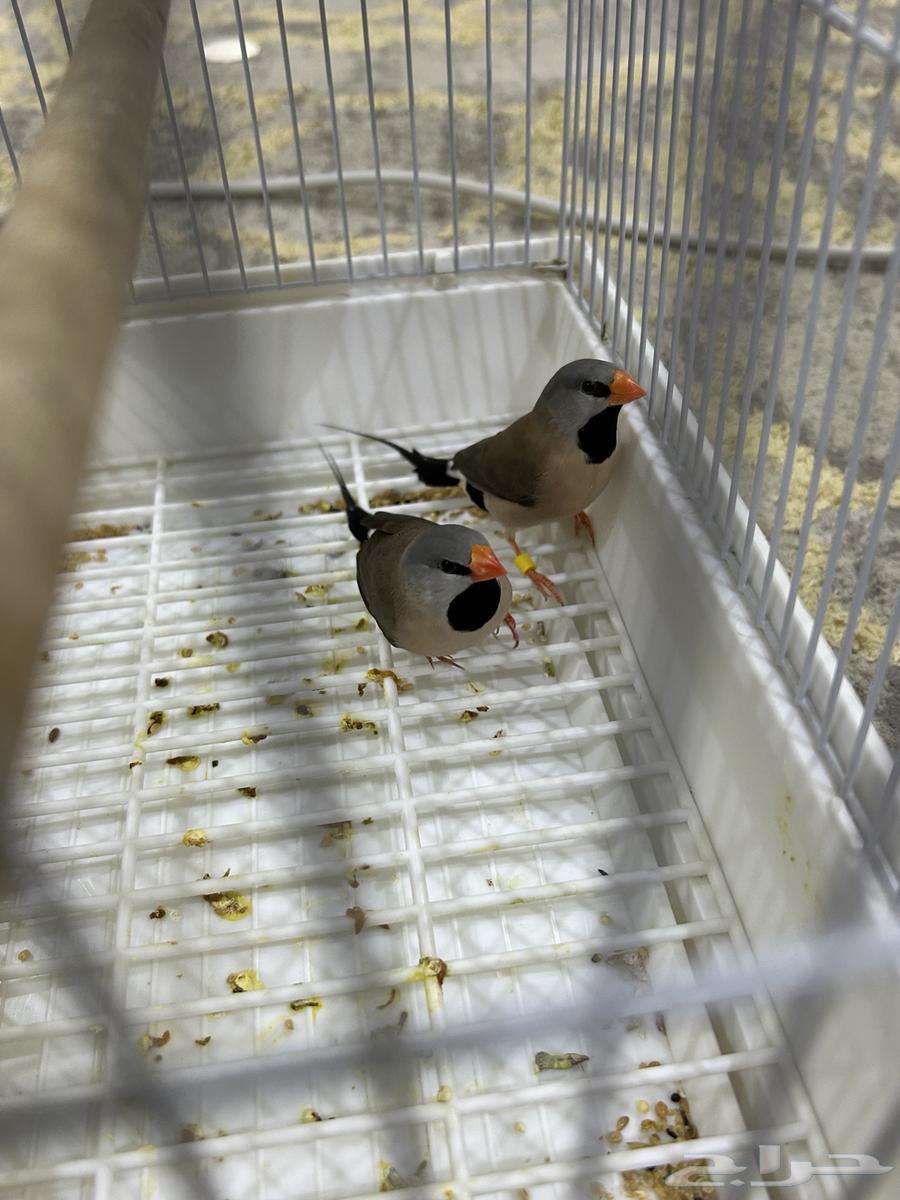 طيور فنيش الشيل تيل64574453361922110