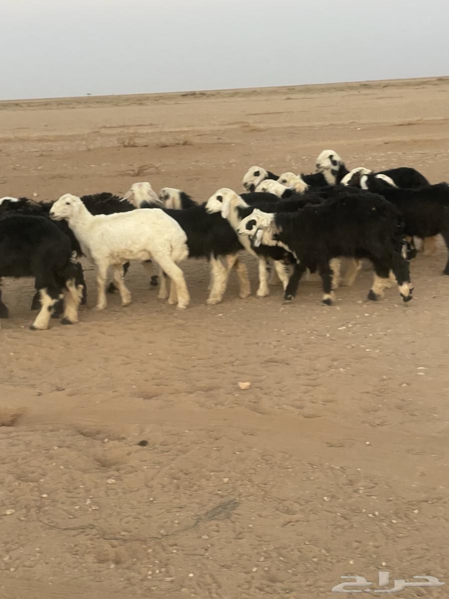 خرفان ورخال64573601519745112