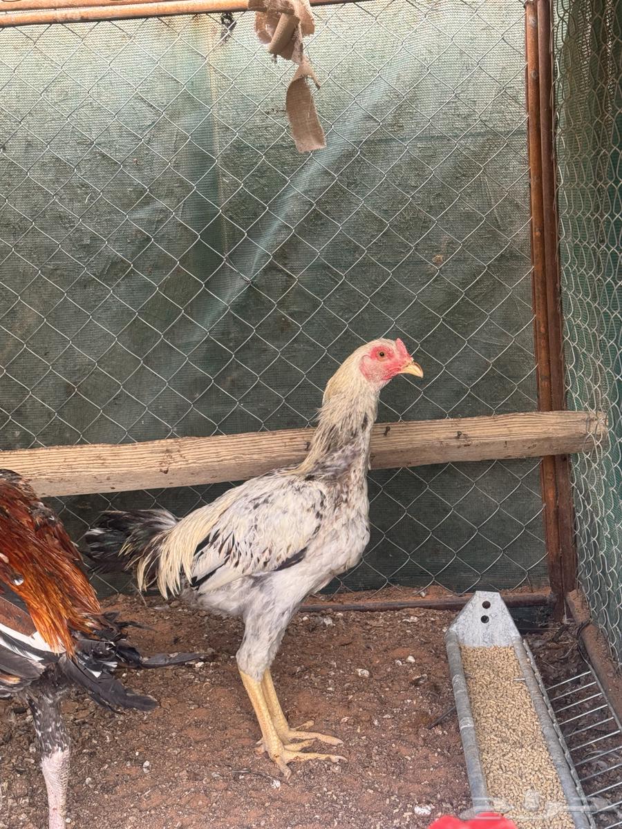 ديكه باكستانيه64573263350531112