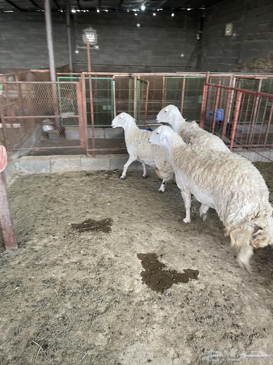 شياه حيل سمان وصغار سن ( تم البيع )64574776438146113