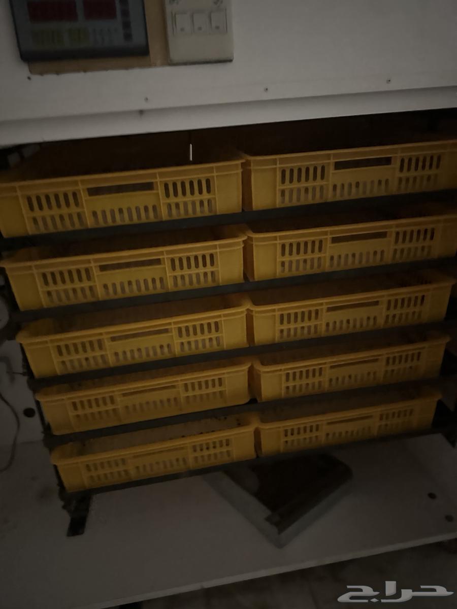 Egg incubator64571943241474112